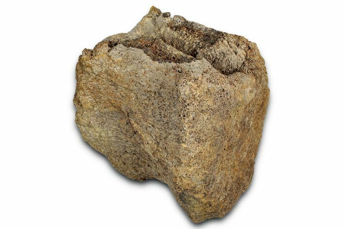 Hadrosaur (Edmontosaurus) Caudal Vertebra Centrum - Wyoming #349464